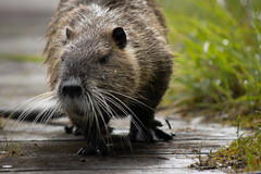 Myocastor coypus