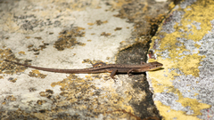 Takydromus tachydromoides