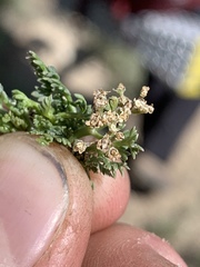 Cymopterus nivalis