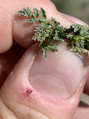 Cymopterus nivalis