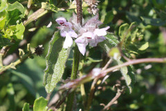 Stachys ajugoides