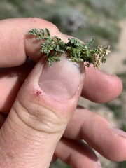Cymopterus nivalis