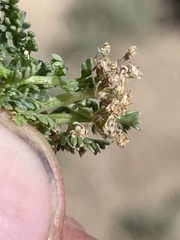 Cymopterus nivalis