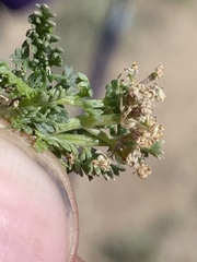 Cymopterus nivalis
