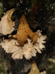 Xylaria flabelliformis
