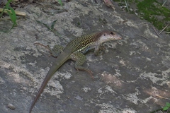 Aspidoscelis motaguae
