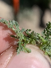 Cymopterus nivalis