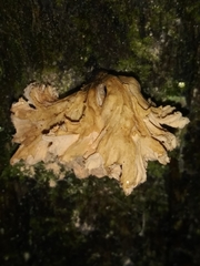 Xylaria flabelliformis