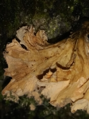 Xylaria flabelliformis