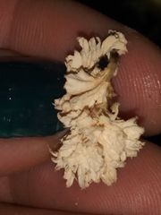 Xylaria flabelliformis