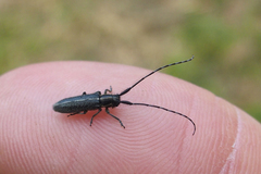 Agapanthia cardui