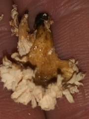 Xylaria flabelliformis