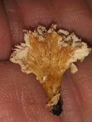 Xylaria flabelliformis