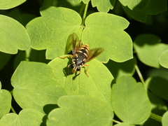 Temnostoma alternans