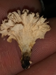 Xylaria flabelliformis