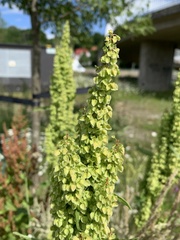 Rumex crispus