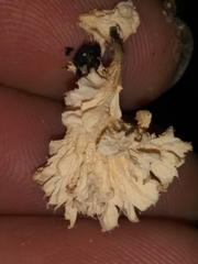 Xylaria flabelliformis