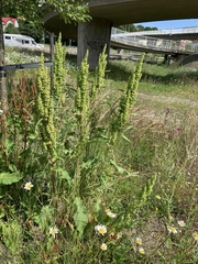 Rumex crispus