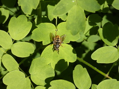 Temnostoma alternans