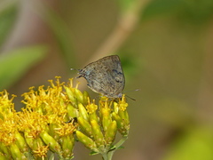 Panthiades hebraeus