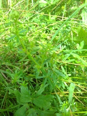 Galium odoratum