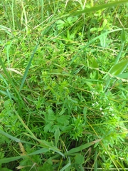Galium odoratum