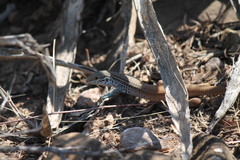 Aspidoscelis gularis semifasciatus