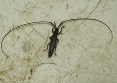 Hippopsis