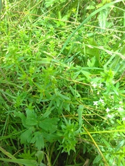 Galium odoratum
