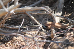 Aspidoscelis gularis semifasciatus