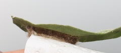 Euproctis punctifera