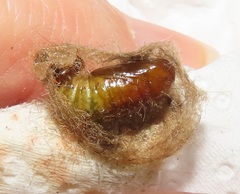 Euproctis punctifera