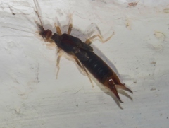 Labidura riparia