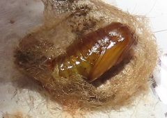 Euproctis punctifera