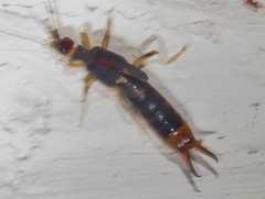 Labidura riparia