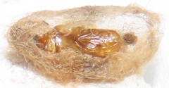 Euproctis punctifera
