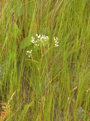 Eremogone longifolia