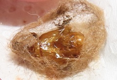 Euproctis punctifera