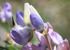 Lupinus variicolor
