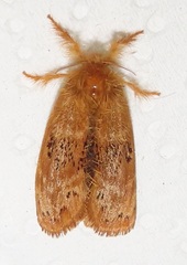 Euproctis punctifera