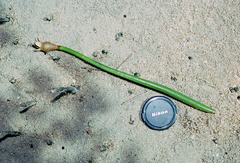 Rhizophora apiculata