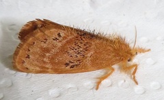 Euproctis punctifera