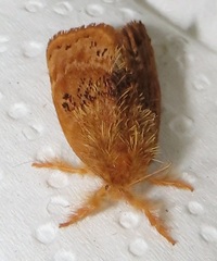 Euproctis punctifera