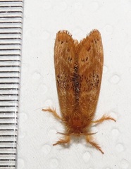 Euproctis punctifera