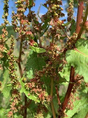 Rumex obtusifolius