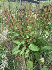Rumex obtusifolius