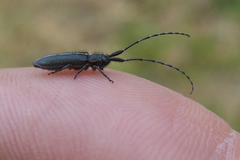 Agapanthia cardui