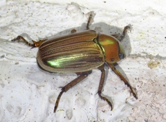 Pelidnota strigosa