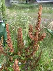 Rumex obtusifolius