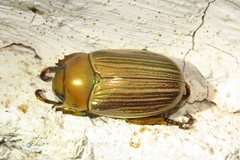 Pelidnota strigosa